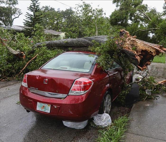 A car is crushed by a tree